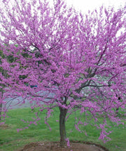 Eastern Redbud